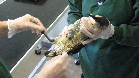 One of approximately 100 seabirds which were washed up on the south coast covered in a sticky white substance