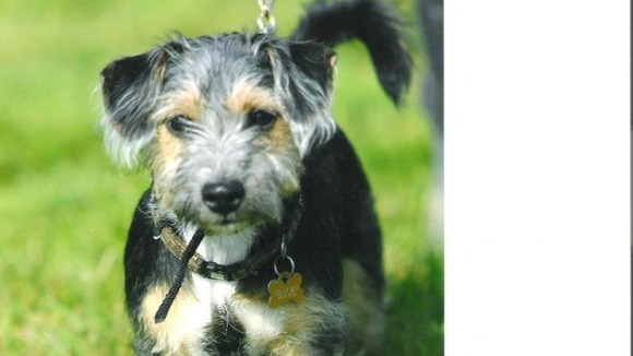 Alfie the dog
