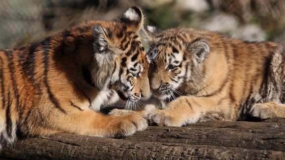 Kazimir (left) with his sister Arina