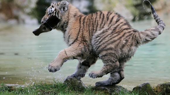 Arina plays in her enclosure