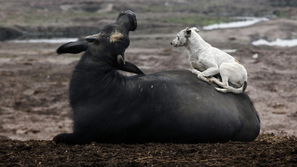 A dog rests on a buffalo near Ravi River in Lahore