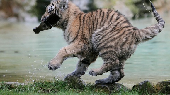 Arina plays in her enclosure