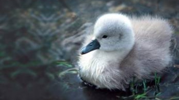 cygnet