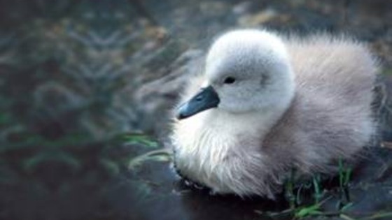 cygnet