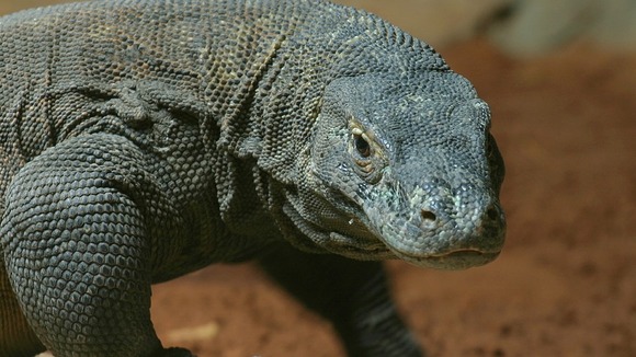 Komodo dragons can grow up to 10 feet long and have a venomous bite