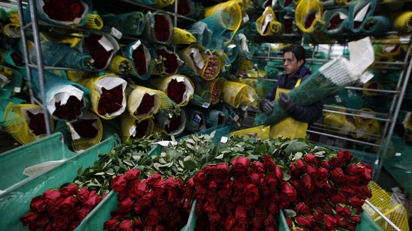 A worker in a rose export factory in Columbia.