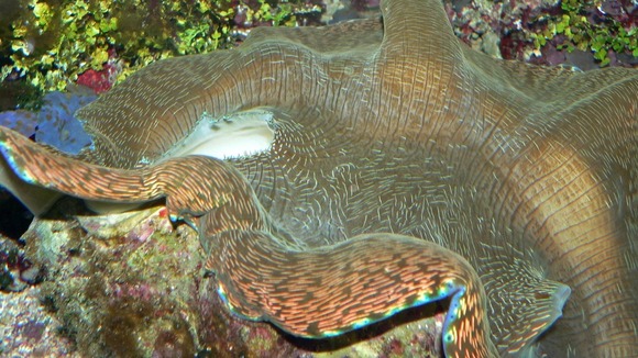 giant clam