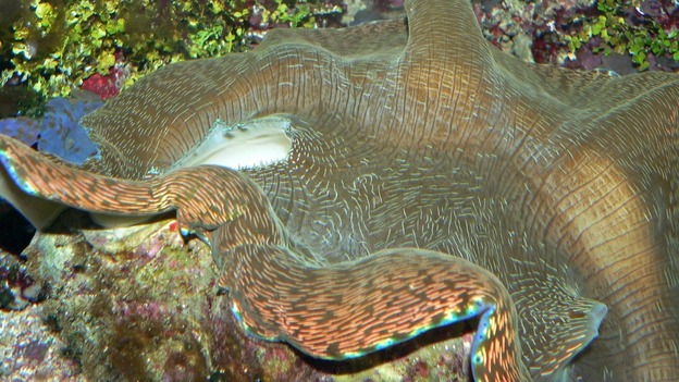 giant clam