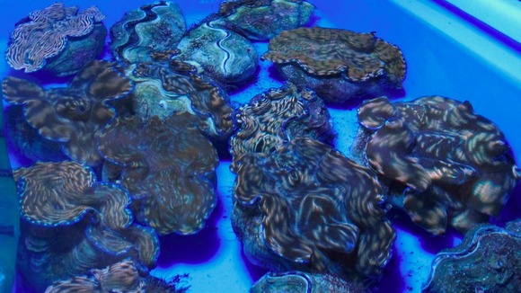 giant clam