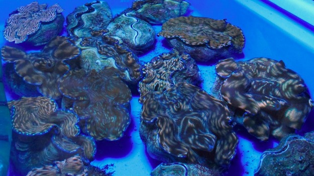 giant clam