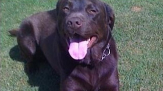 Phoebe went missing on Monday during a walk on Hadley Wood Common in north London
