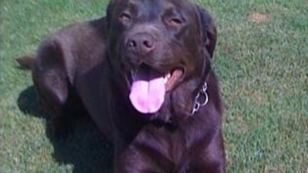 Phoebe went missing on Monday during a walk on Hadley Wood Common in north London