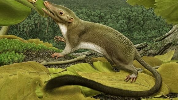 Artist's impression of the earliest ancestor of most mammals living today, including humans