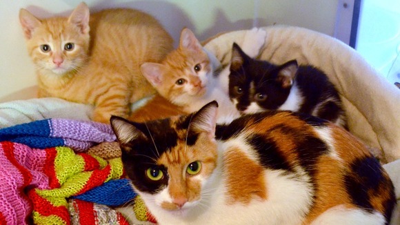 Lucky escape for cats
