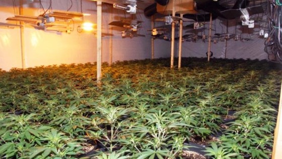 Around 2000 plants were found in an industrial unit 