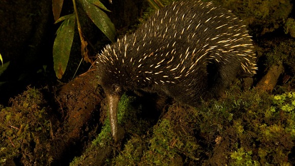 echidna