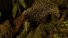 echidna 