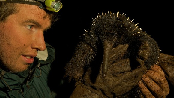 echidna