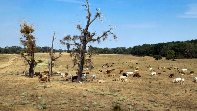 Meadows are dried out from drought as cows stand on a pasture in the Elbe meadows near Schoenebeck, Germany.