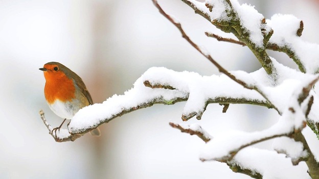 A burst of snow is likely to cover much of Britain today
