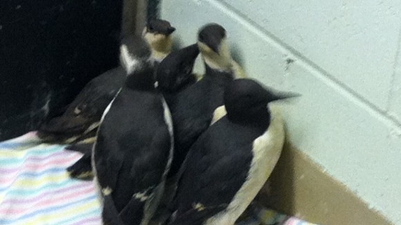 Birds at Mallydams Wood RSPCA centre