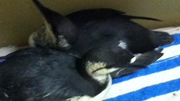 Birds at Mallydams Wood RSPCA centre