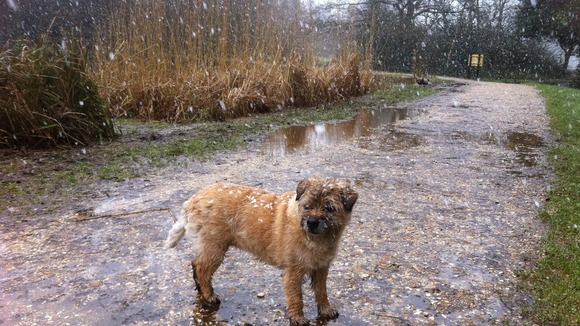 Dog in snow