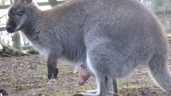 The recently born wallaby