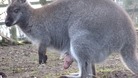 The recently born wallaby