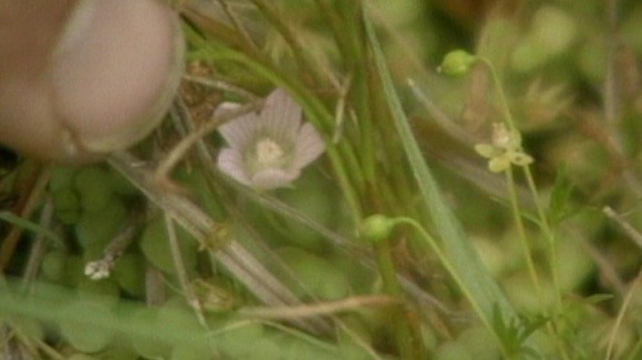 Bog Pimpernel