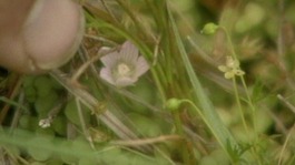 Bog Pimpernel