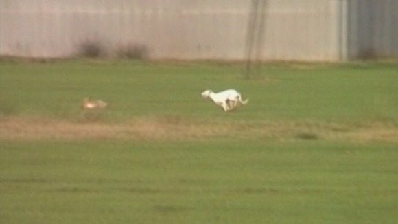 Hare coursing