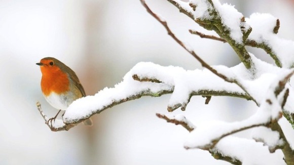 snow robine
