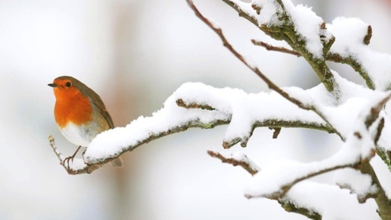 snow robine