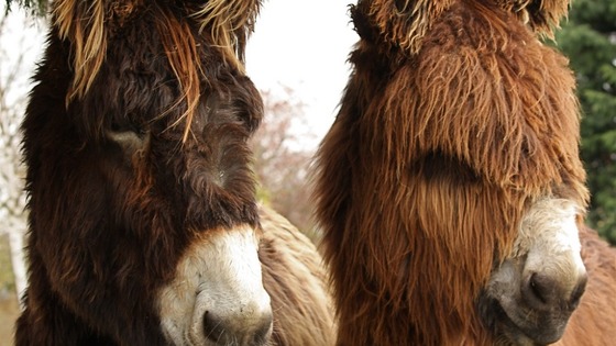 Donkey
