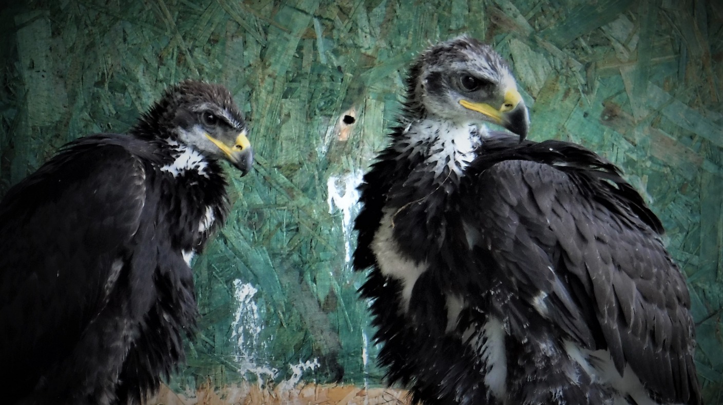 Three golden eagles released in south of Scotland | Border - ITV News