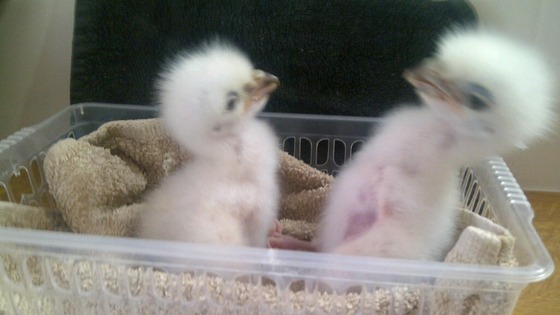 Eagle chicks in box
