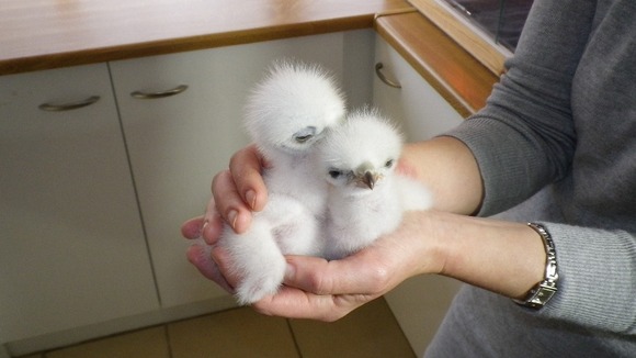 Chicks in person's hand