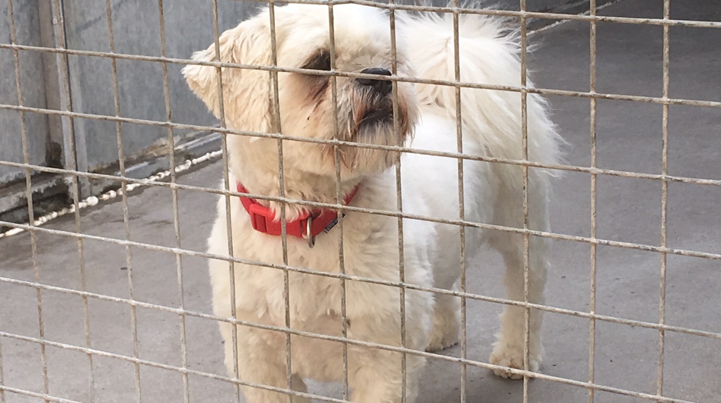 Derby's newly refurbished RSPCA centre opens to public Central ITV News