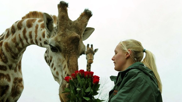 Keeper Lisa Watkins gives Henry the giraffe a bunch of roses as a Valentine's treat at West Midlands Safari Park, Bewdley