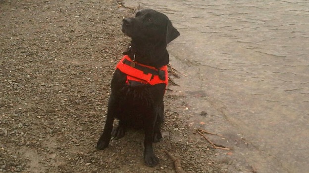 Boot the labrador