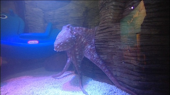 Octopus
