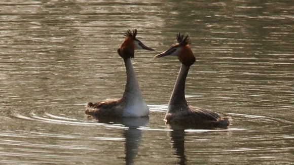 Glebes feeling the love at Attenborough Nature Reserve