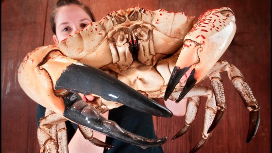 Tasmanian King Crab
