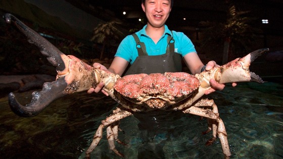 Tasmanian King Crab
