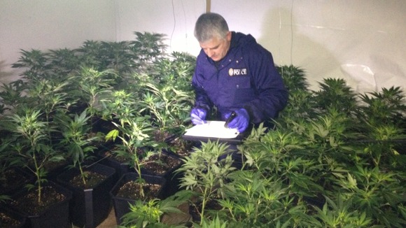 Rick Stevens from the West Midlands Police Cannabis Disposal team takes stock of their latest seizure