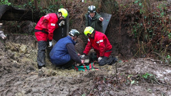 horse rescue