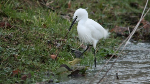 A Little Egret at Writtle