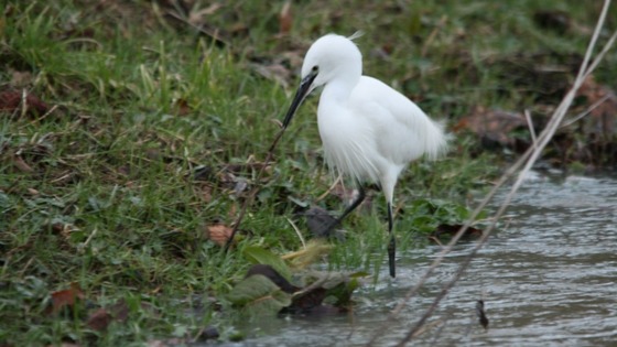 A Little Egret at Writtle