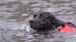 Swimming dog